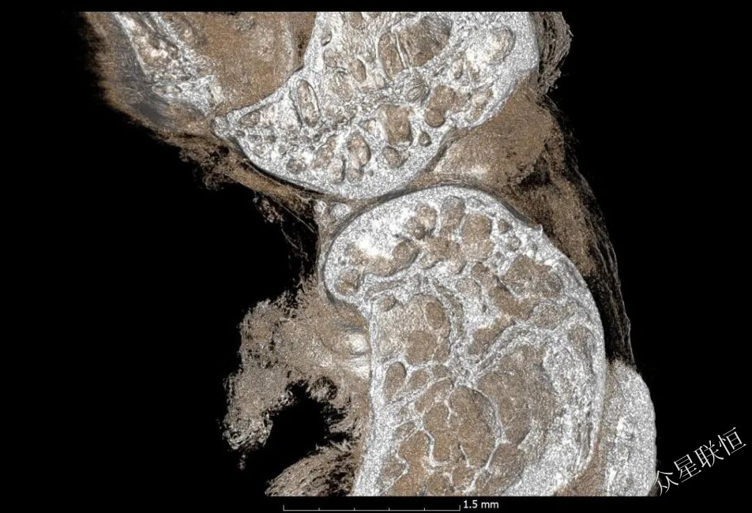 北京眾星聯(lián)恒科技有限公司 北京眾星聯(lián)恒科技有限公司